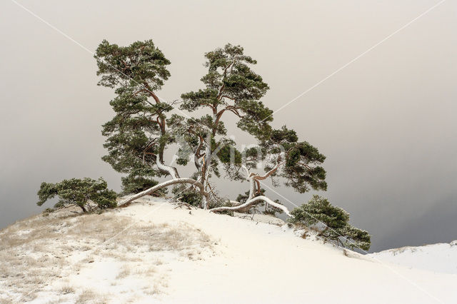 Grove den (Pinus sylvestris)