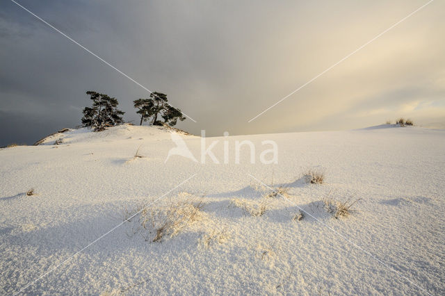 Grove den (Pinus sylvestris)