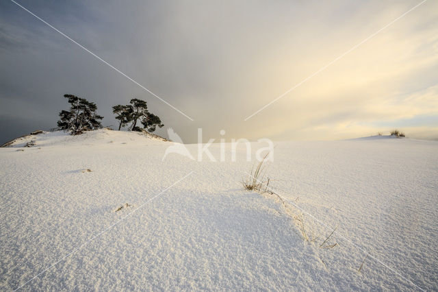 Grove den (Pinus sylvestris)