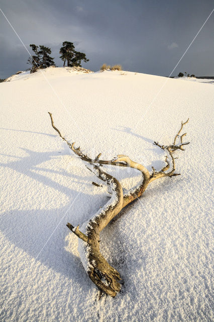 Grove den (Pinus sylvestris)