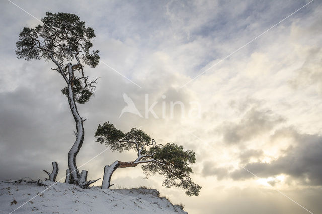 Grove den (Pinus sylvestris)