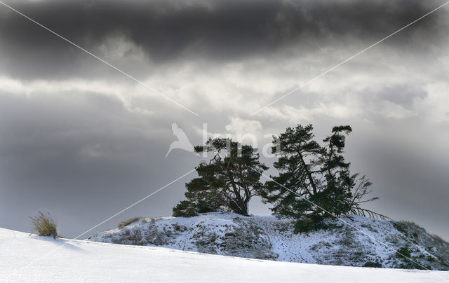 Grove den (Pinus sylvestris)