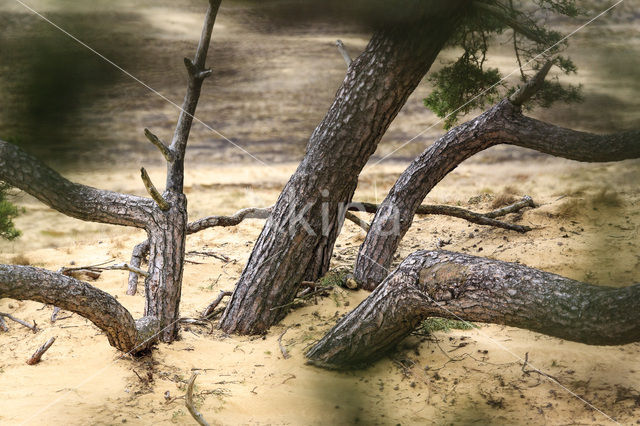 Grove den (Pinus sylvestris)