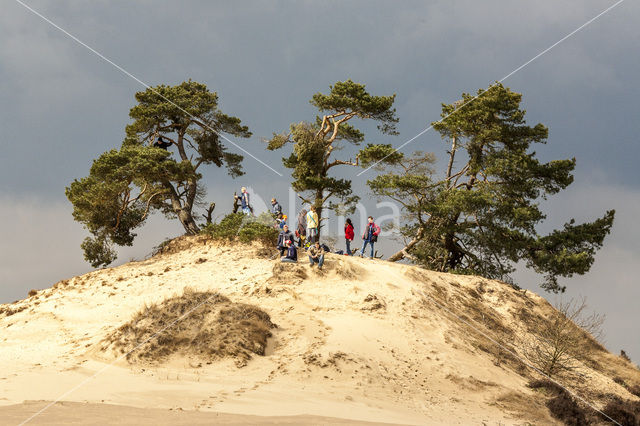 Grove den (Pinus sylvestris)