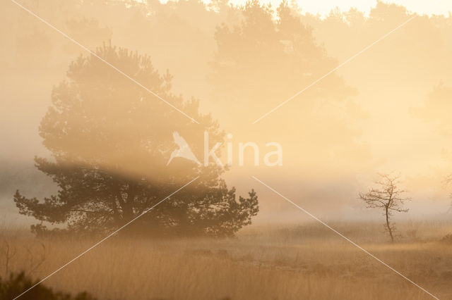 Grove den (Pinus sylvestris)