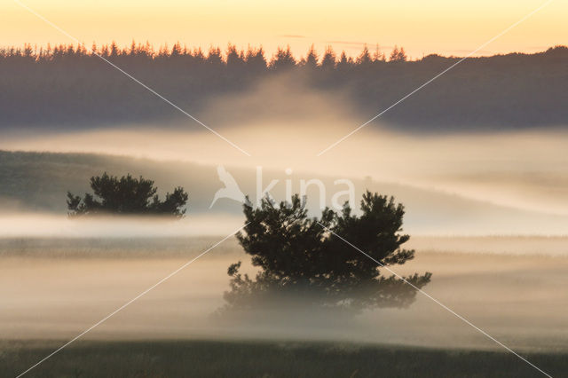 Grove den (Pinus sylvestris)