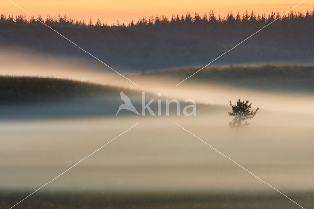 Grove den (Pinus sylvestris)