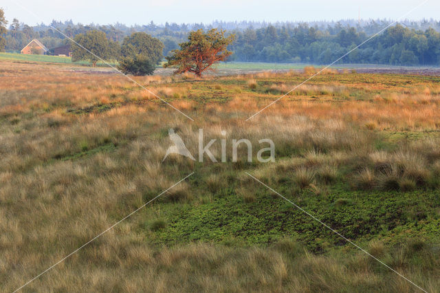 Grove den (Pinus sylvestris)