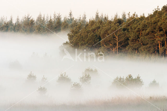 Grove den (Pinus sylvestris)