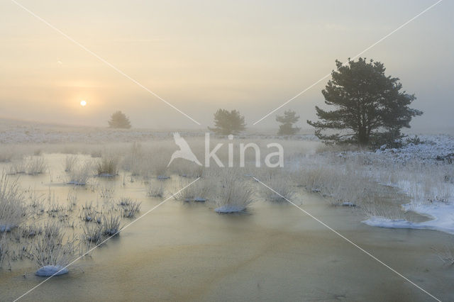 Grove den (Pinus sylvestris)