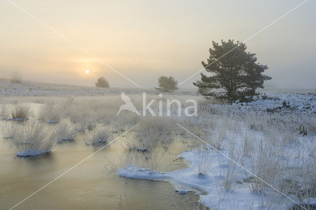 Grove den (Pinus sylvestris)