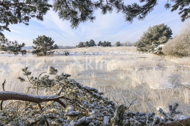 Grove den (Pinus sylvestris)