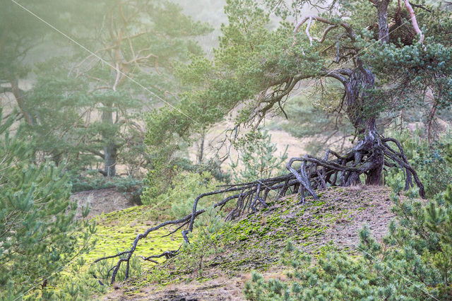 Grove den (Pinus sylvestris)