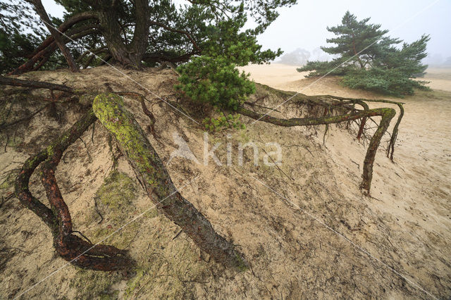 Grove den (Pinus sylvestris)