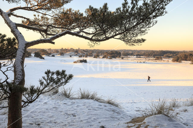 Grove den (Pinus sylvestris)