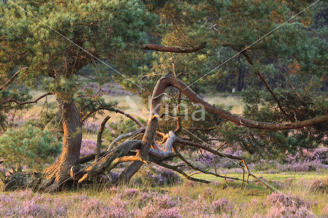 Grove den (Pinus sylvestris)