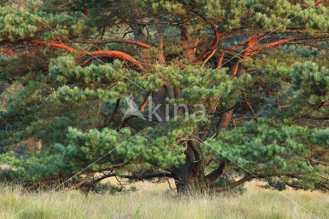 Grove den (Pinus sylvestris)