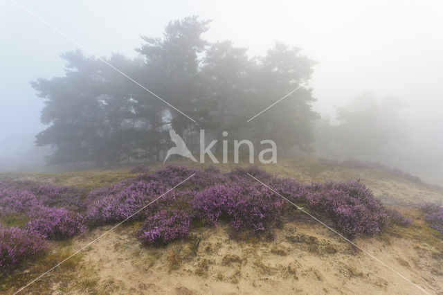 Scots Pine (Pinus sylvestris)