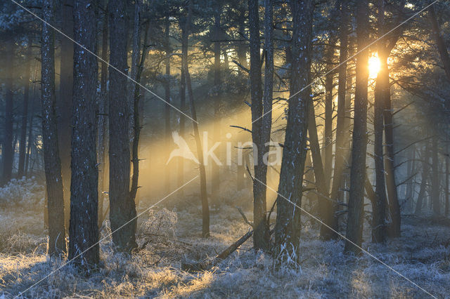 Grove den (Pinus sylvestris)