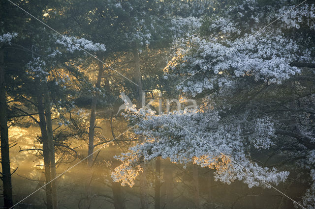 Grove den (Pinus sylvestris)