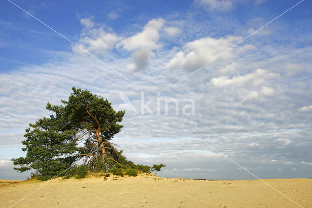 Grove den (Pinus sylvestris)