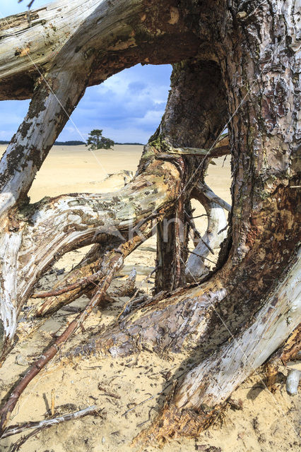 Grove den (Pinus sylvestris)