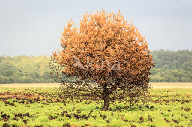 Grove den (Pinus sylvestris)