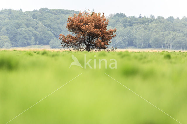 Grove den (Pinus sylvestris)