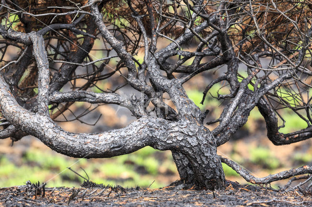 Grove den (Pinus sylvestris)