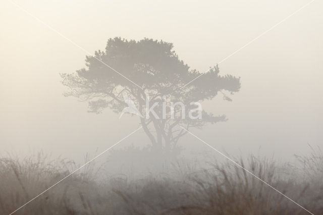 Grove den (Pinus sylvestris)