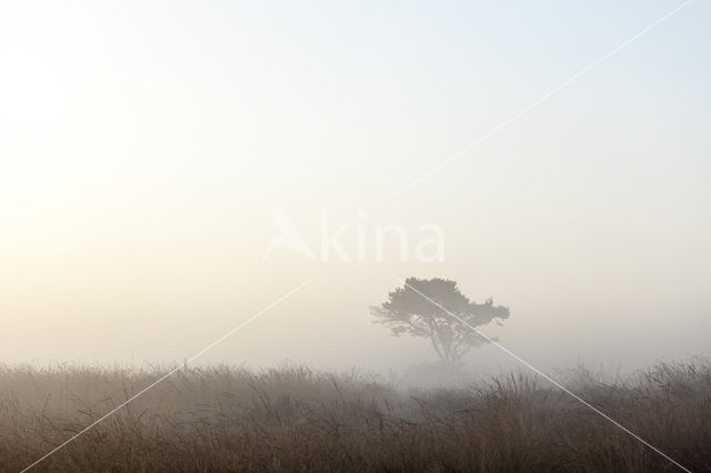 Scots Pine (Pinus sylvestris)