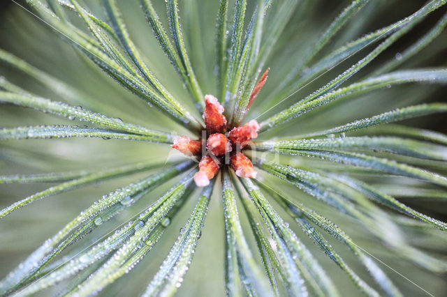 Grove den (Pinus sylvestris)