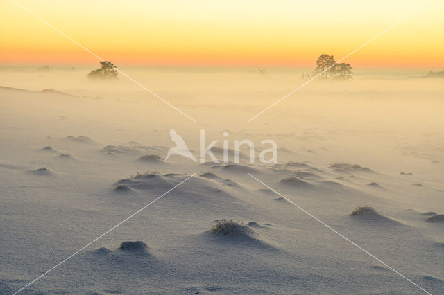 Grove den (Pinus sylvestris)