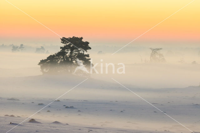 Grove den (Pinus sylvestris)