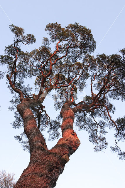 Scots Pine (Pinus sylvestris)