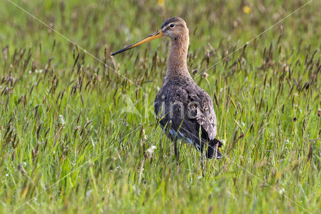 Grutto (Limosa limosa)