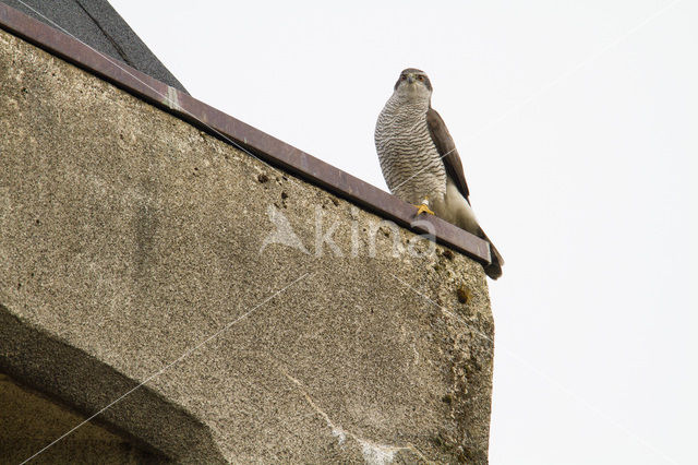 Havik (Accipiter gentilis)