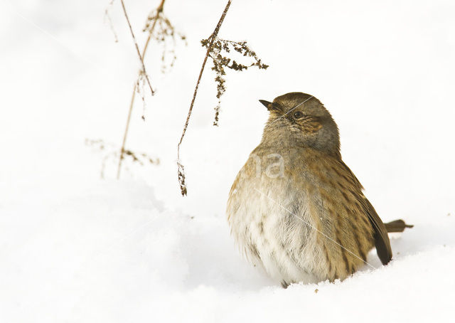 Heggemus (Prunella modularis)