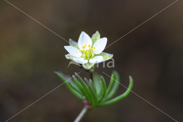 Heidespurrie (Spergula morisonii)