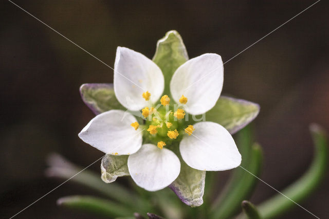 Heidespurrie (Spergula morisonii)