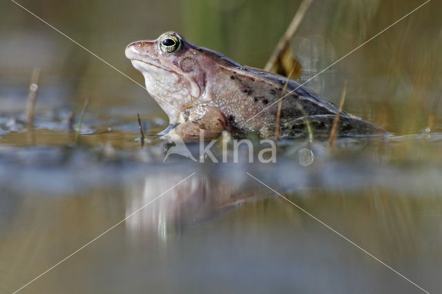 Moor Frog (Rana arvalis)