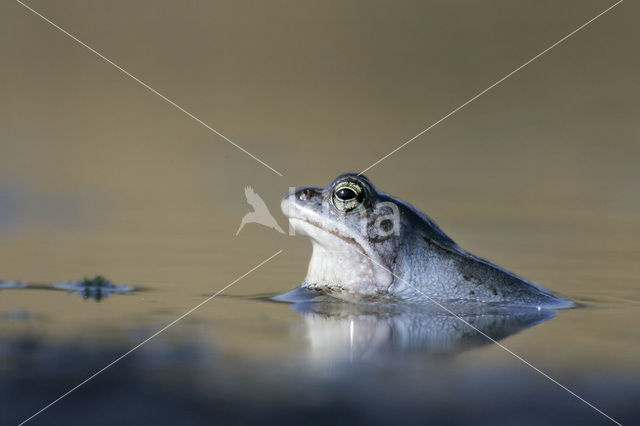 Moor Frog (Rana arvalis)