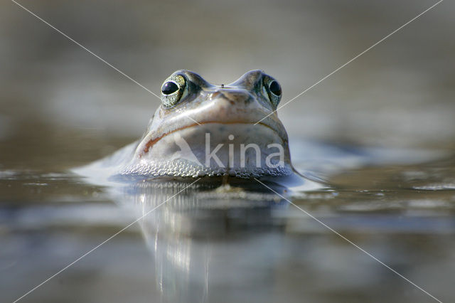 Heikikker (Rana arvalis)