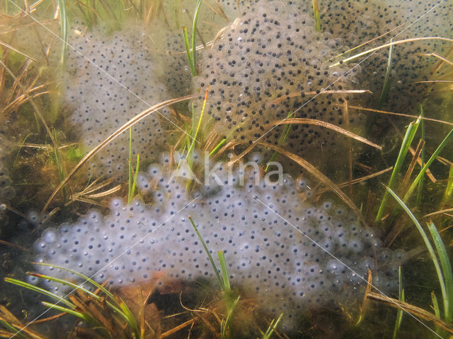 Heikikker (Rana arvalis)