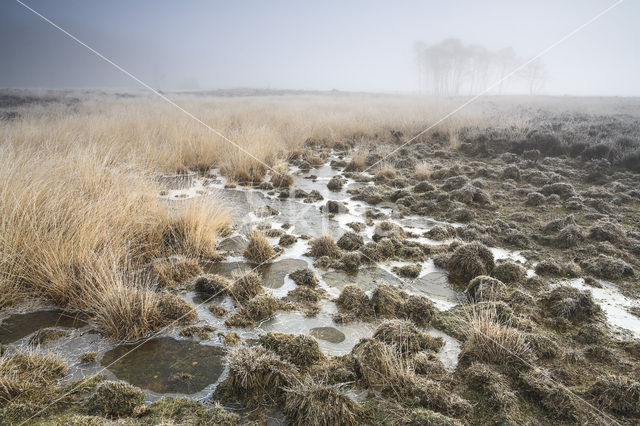 Hoog Buurlose Heide