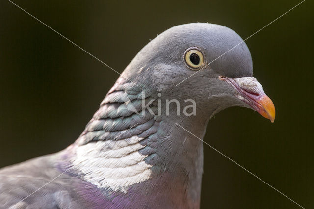 Houtduif (Columba palumbus)