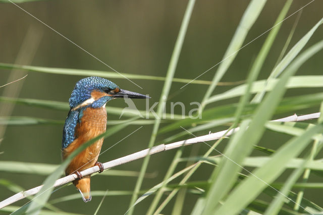 IJsvogel (Alcedo atthis)