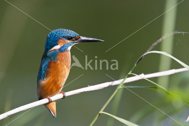 IJsvogel (Alcedo atthis)