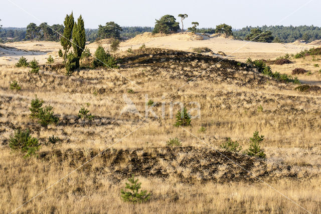 Jeneverbes (Juniperus communis)