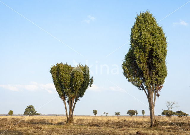 common juniper (Juniperus communis)